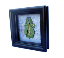 Load image into Gallery viewer, 5x5 Real Framed Leaf Insect on Map
