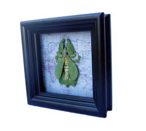 5x5 Real Framed Leaf Insect on Map