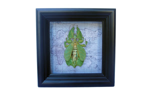 5x5 Real Framed Leaf Insect on Map