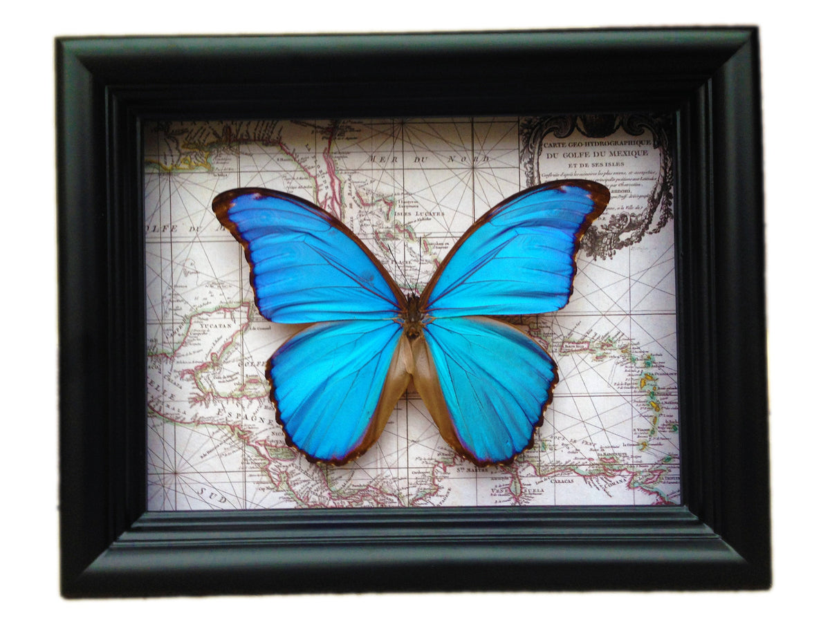 Real Blue Morpho didius butterfly on a vintage map in a 6x8 shadow box