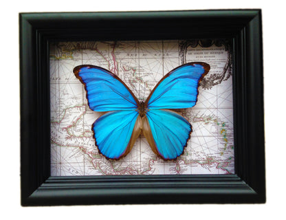 Real Blue Morpho didius butterfly on a vintage map in a 6x8 shadow box
