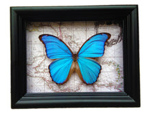 Load image into Gallery viewer, 6x8 Real Blue Morpho Didius Butterfly on Map
