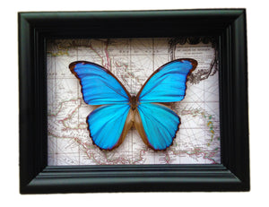 6x8 Real Blue Morpho Didius Butterfly on Map