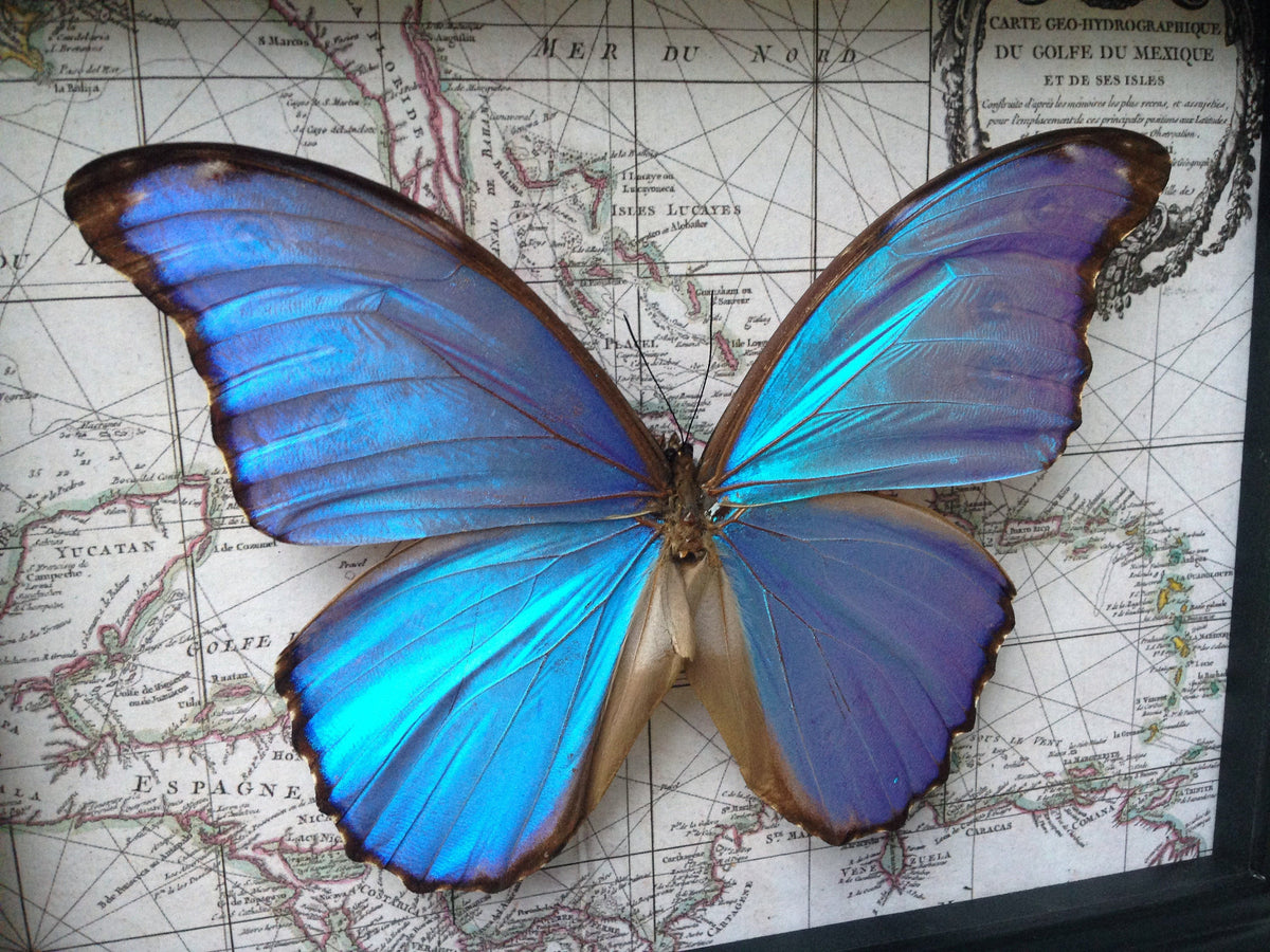 Blue Morpho didius on map, alternate view