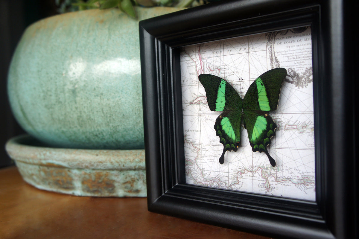 Papilio daedalus on map, additional view