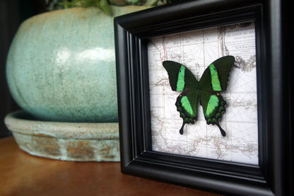 Papilio daedalus on map, additional view