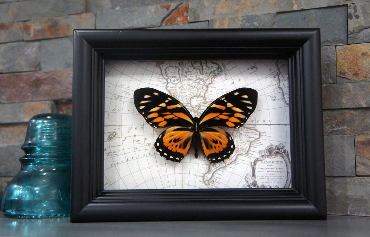Tiger longwing on map, additional view