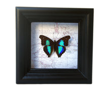 Load image into Gallery viewer, 4x4 Real Butterfly on Map - Doxocopa Laurentia
