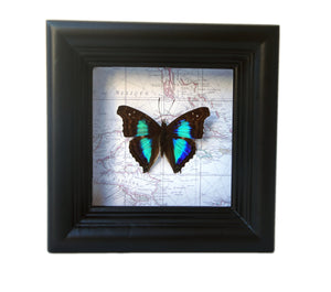 4x4 Real Butterfly on Map - Doxocopa Laurentia