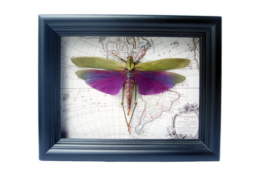 Real purple grasshopper on a vintage map in a 6x8 shadow box