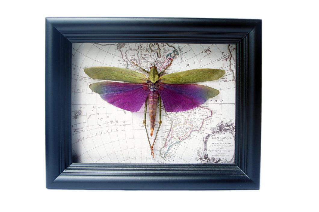 6x8 Real Purple Grasshopper on Map