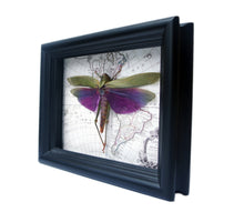 Load image into Gallery viewer, 6x8 Real Purple Grasshopper on Map
