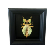 Load image into Gallery viewer, Real Leaf Insect Taxidermy - Plain Background - Insect Collection, Framed Butterfly, Bug Collection, Insect Taxidermy, Taxidermy Art, Bugs
