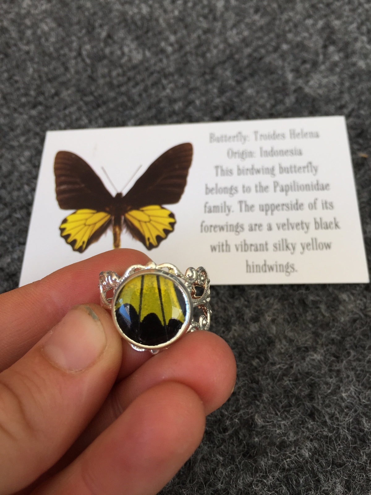 Real bright butterfly wing in an adjustable ring
