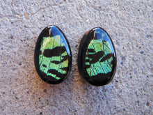 Load image into Gallery viewer, Real Moth Wing Teardrop Plugs 1/2&quot;-1 1/2&quot;- Green Sunset Moth - Body Jewelry, Gauges, Teardrop Plugs
