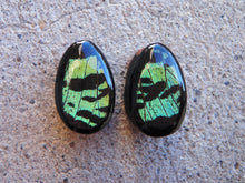 Load image into Gallery viewer, Real Moth Wing Teardrop Plugs 1/2&quot;-1 1/2&quot;- Green Sunset Moth - Body Jewelry, Gauges, Teardrop Plugs
