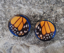Load image into Gallery viewer, Real Moth Wing Circle Plugs 1/2&quot;-1 1/2&quot;- Monarch Forewing - Body Jewelry, Gauges, Plugs
