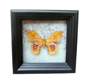 5x5 Real Moth In Shadowbox Frame - Suraka Silk Moth