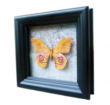 Load image into Gallery viewer, 5x5 Real Moth In Shadowbox Frame - Suraka Silk Moth
