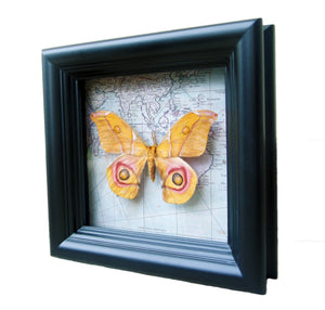 5x5 Real Moth In Shadowbox Frame - Suraka Silk Moth