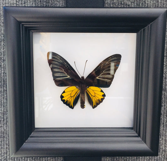 Yellow butterfly collection shadow box, alternate view