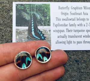 Recycled Butterfly Wing Post Earrings - Graphium Milon - Butterfly Jewelry, Butterfly Gift, Jewelry Gift