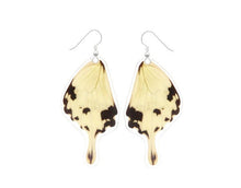 Load image into Gallery viewer, Real Butterfly Wing Earrings - Papilio Dardanus
