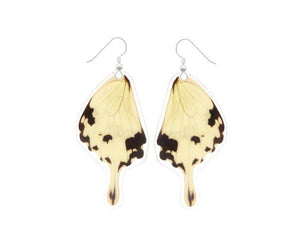 Real Butterfly Wing Earrings - Papilio Dardanus