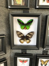 Load image into Gallery viewer, 8x10 Birdwing Butterfly Pair Shadowbox Frame

