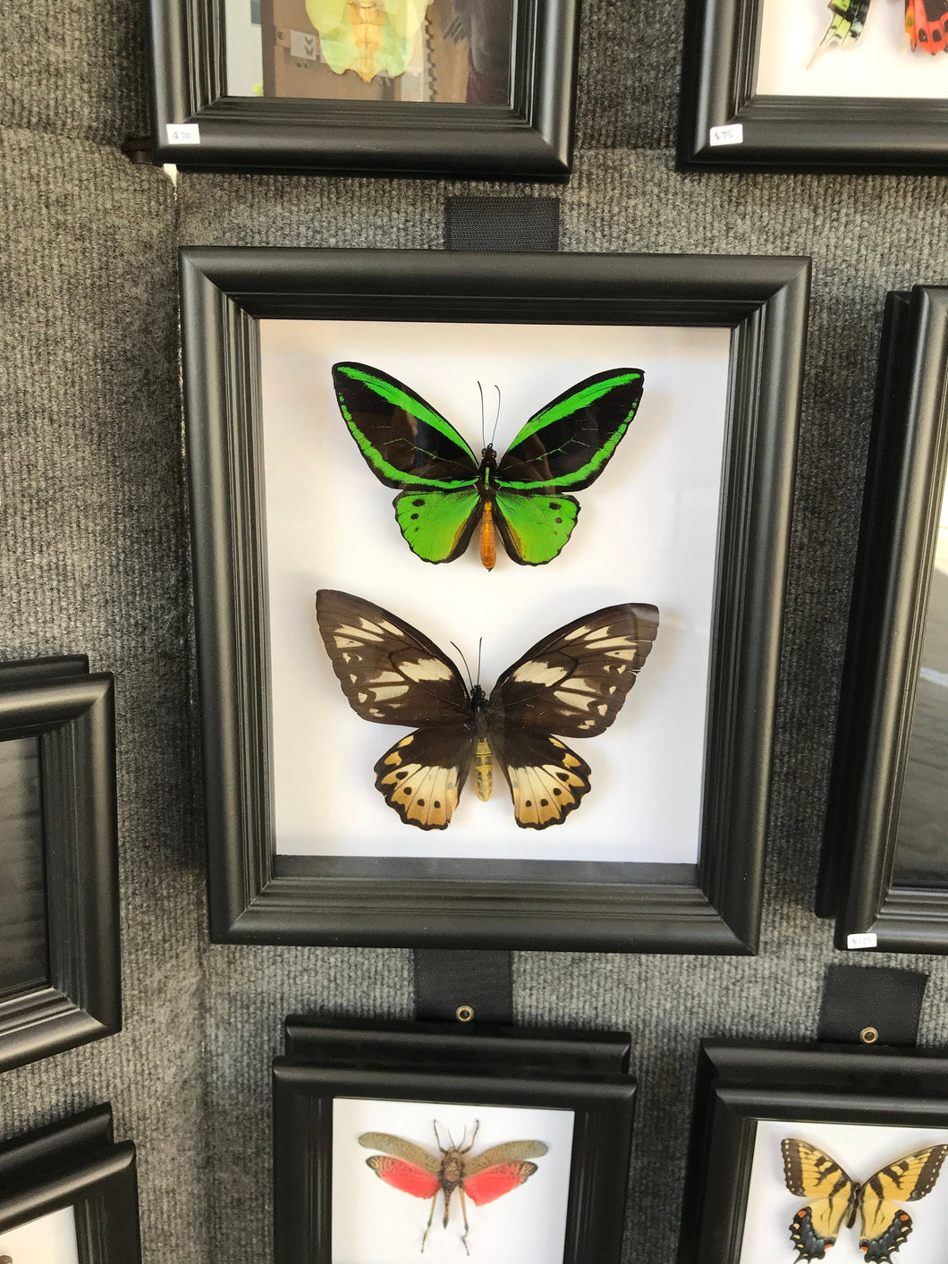 8x10 Birdwing Butterfly Pair Shadowbox Frame