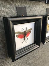 Load image into Gallery viewer, Real Grasshopper Insect Shadowbox Frame - Pink Katydid - Butterfly Framed Art, Butterfly Decor, Framed Butterfly, Real Butterfly
