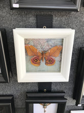 Load image into Gallery viewer, 5x5 Real Moth In Shadowbox Frame - Suraka Silk Moth
