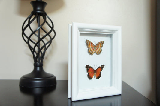 Red lacewing butterfly pair shadow box, alternate view