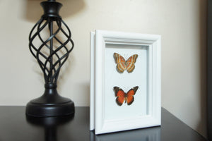 5x7 Butterfly Insect Collection - Cethosia Biblis