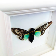 Load image into Gallery viewer, 5x5 Real Cicada Insect Shadowbox Frame - Tosena Splendida
