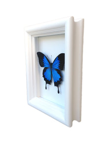 Real Framed Butterfly Taxidermy - Papilio Ulysses Plain - Insects, Vintage, Map, Office, Natural, Unique, Gift, Special Occasion