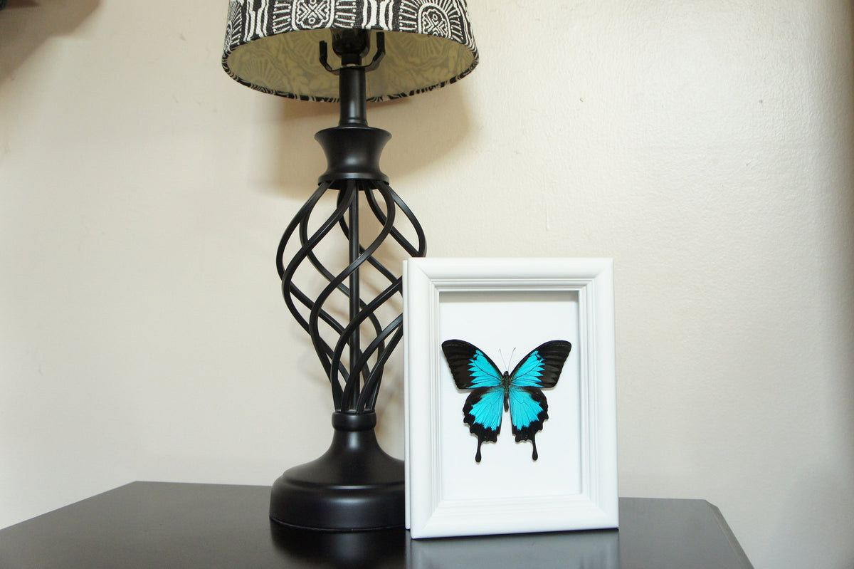 Blue Ulysses butterfly on vintage map shadow box, side view