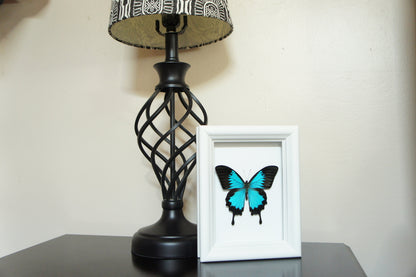 Blue Ulysses butterfly on vintage map shadow box, side view