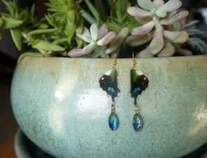 Real Butterfly Wing Dangle Earrings - Graphium Weiskei Hindwing with Glass Bead