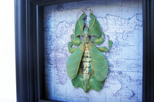 Load image into Gallery viewer, 5x5 Real Framed Leaf Insect on Map
