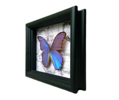 Blue Morpho didius on map, detail view