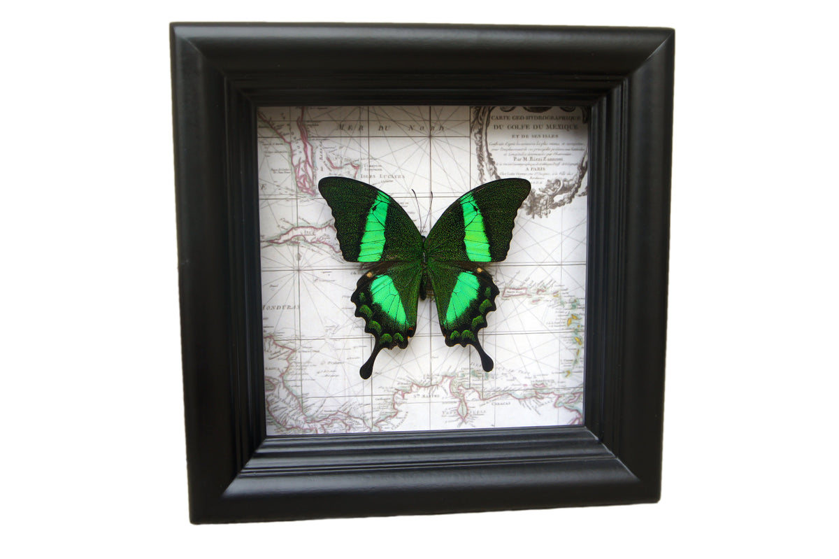 Papilio daedalus on map, alternate view