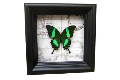 Papilio daedalus on map, alternate view