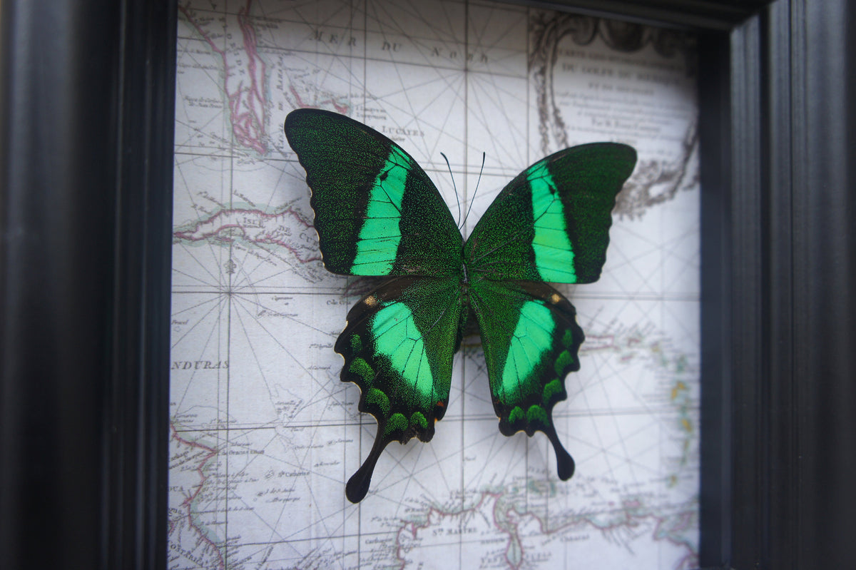 Real Papilio daedalus butterfly on a vintage map in a 5x5 shadow box