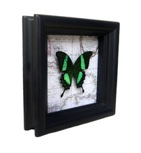 Load image into Gallery viewer, 5x5 Real Butterfly on Map - Papilio Daedalus
