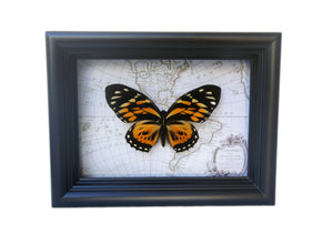 5x7 Real Butterfly on Map - Orange Tiger Longwing