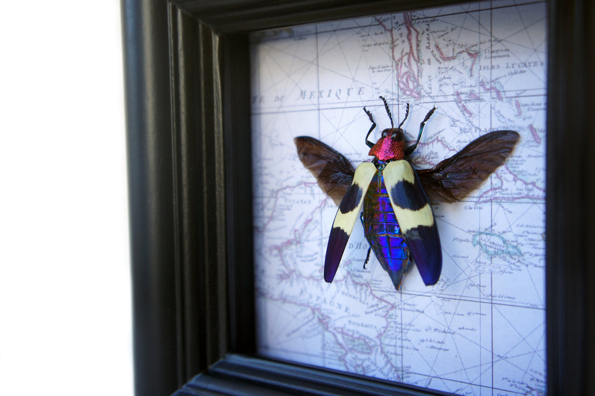 Real iridescent jewel beetle (Chrysochroa buqueti) on a vintage map in a 4x4 shadow box