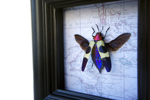 4x4 Real Insect on Map - Chrysochroa buqueti rugicollis