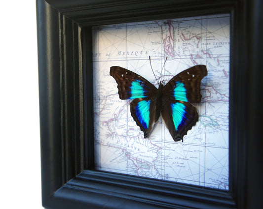 Real turquoise Doxocopa laurentia butterfly on a vintage map in a 4x4 shadow box