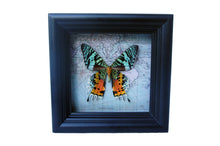 Load image into Gallery viewer, 5x5 Real Sunset Moth on Map
